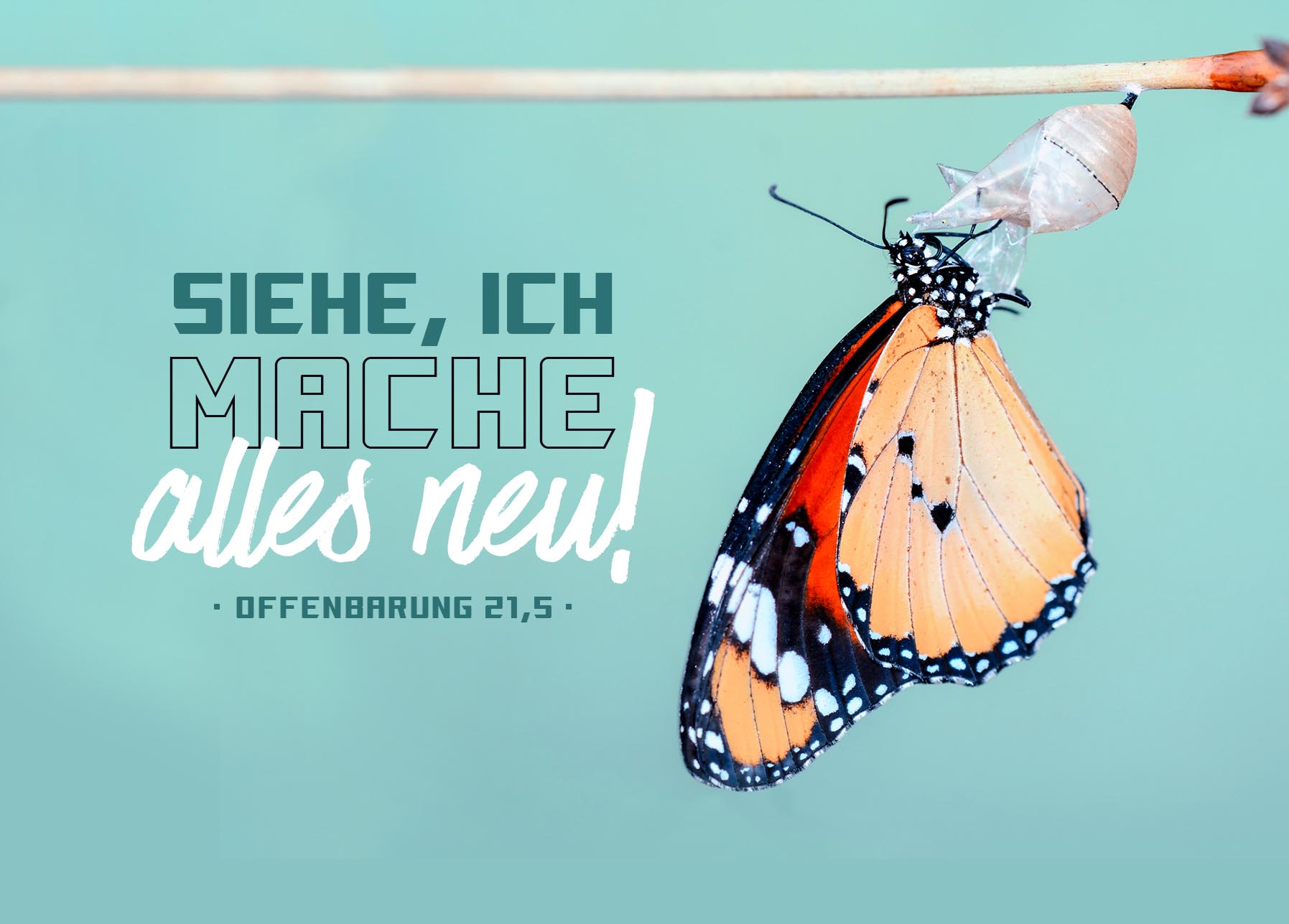 Postkarte - Jahreslosung 2026 - Schmetterling Postkarte - Jahreslosung 2026 - Schmetterling