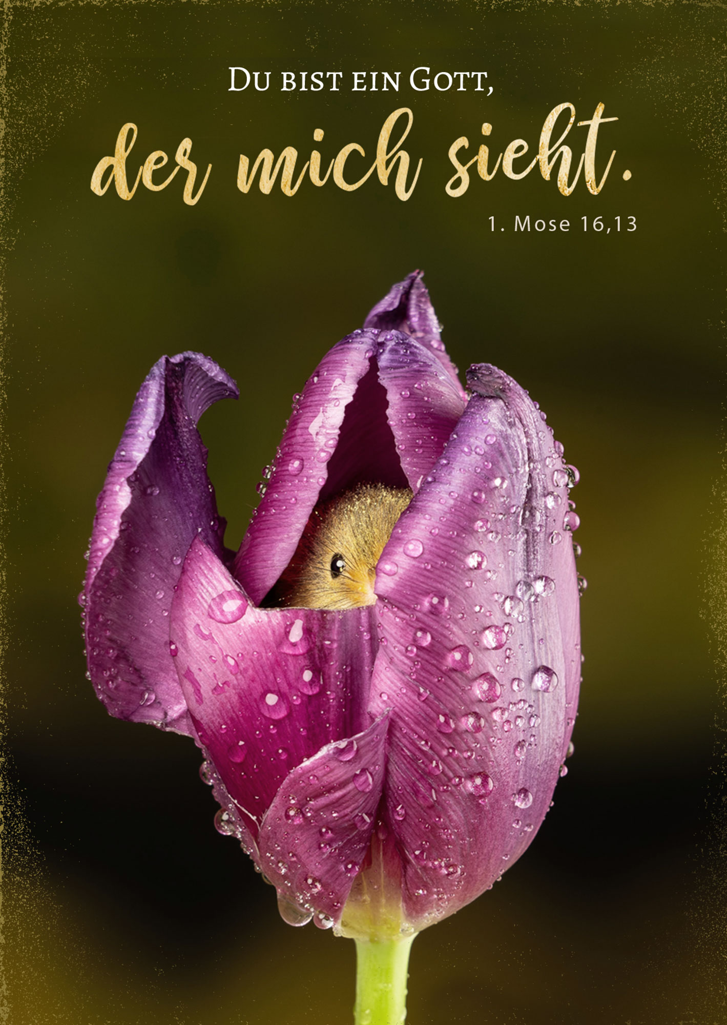 Postkarte – Du bist ein Gott Postkarte - Du bist ein Gott, der mich sieht